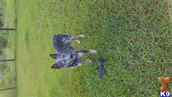 Animalk9cop Picture 2